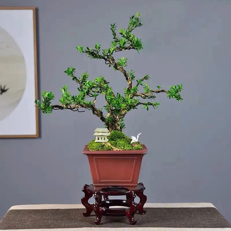 家里养的六棵风水树,4种守家树旺宅又高档