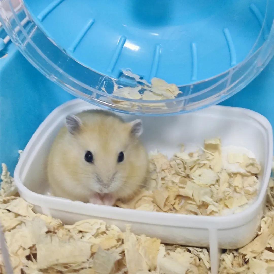 黑熊仓鼠和布丁仓鼠哪个温顺,哪种仓鼠最温顺好养适合新手