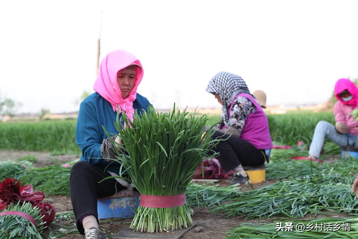 韭菜割后怎样管理没有草木灰,韭菜割完一茬施什么肥好