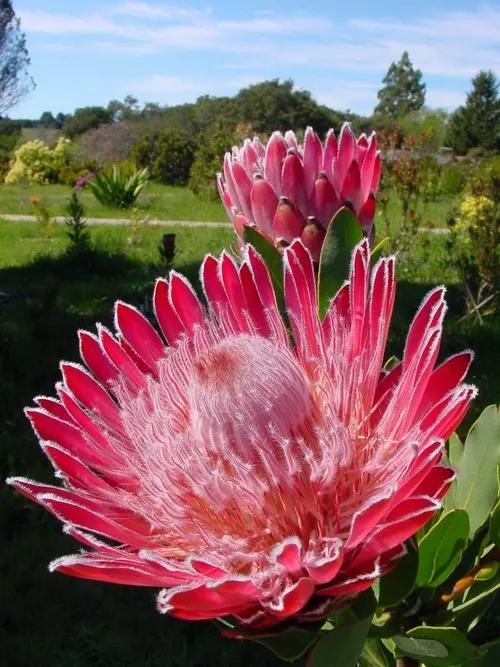 6种“昂贵花”，花钱不值得，纵使“美如仙”，十有八九养不活