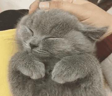 一按就灵！这5个猫咪身上的“奇妙开关”铲屎官按了没？