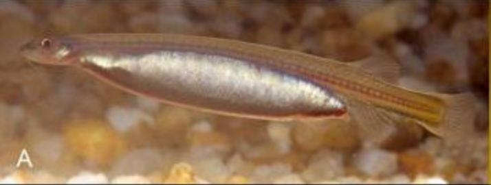 亚马孙河的鱼有哪些,亚马孙河有什么鱼