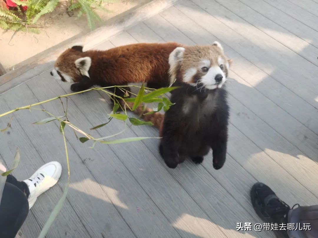 一天玩遍北京野生动物园,包场去鸟巢