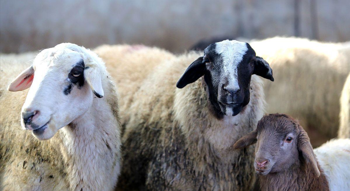 猪价和油价有什么关系,油价猪价粮价有何变化