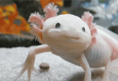 广州海关截获“六角恐龙”，花鸟市场50元6条，难道是濒危物种？