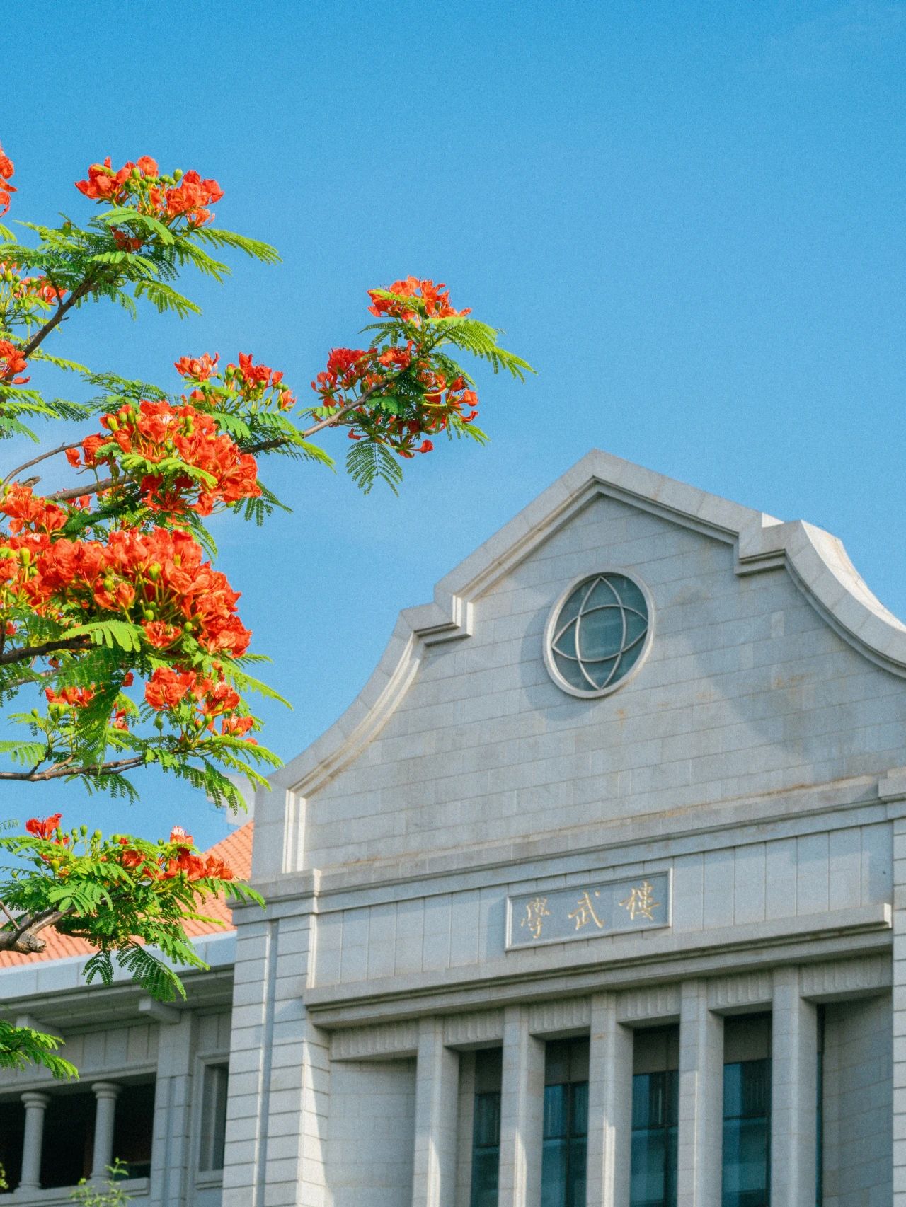 厦大蓝x凤凰花，何止灿烂！
