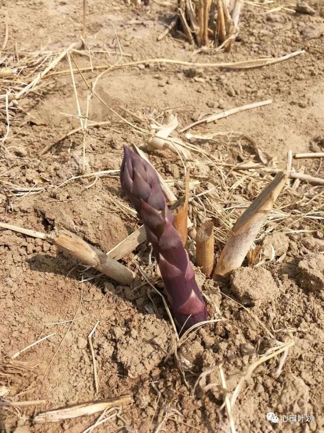 山东滨州“蛙声小镇”创始人闫洪明：用科技升维有机农业