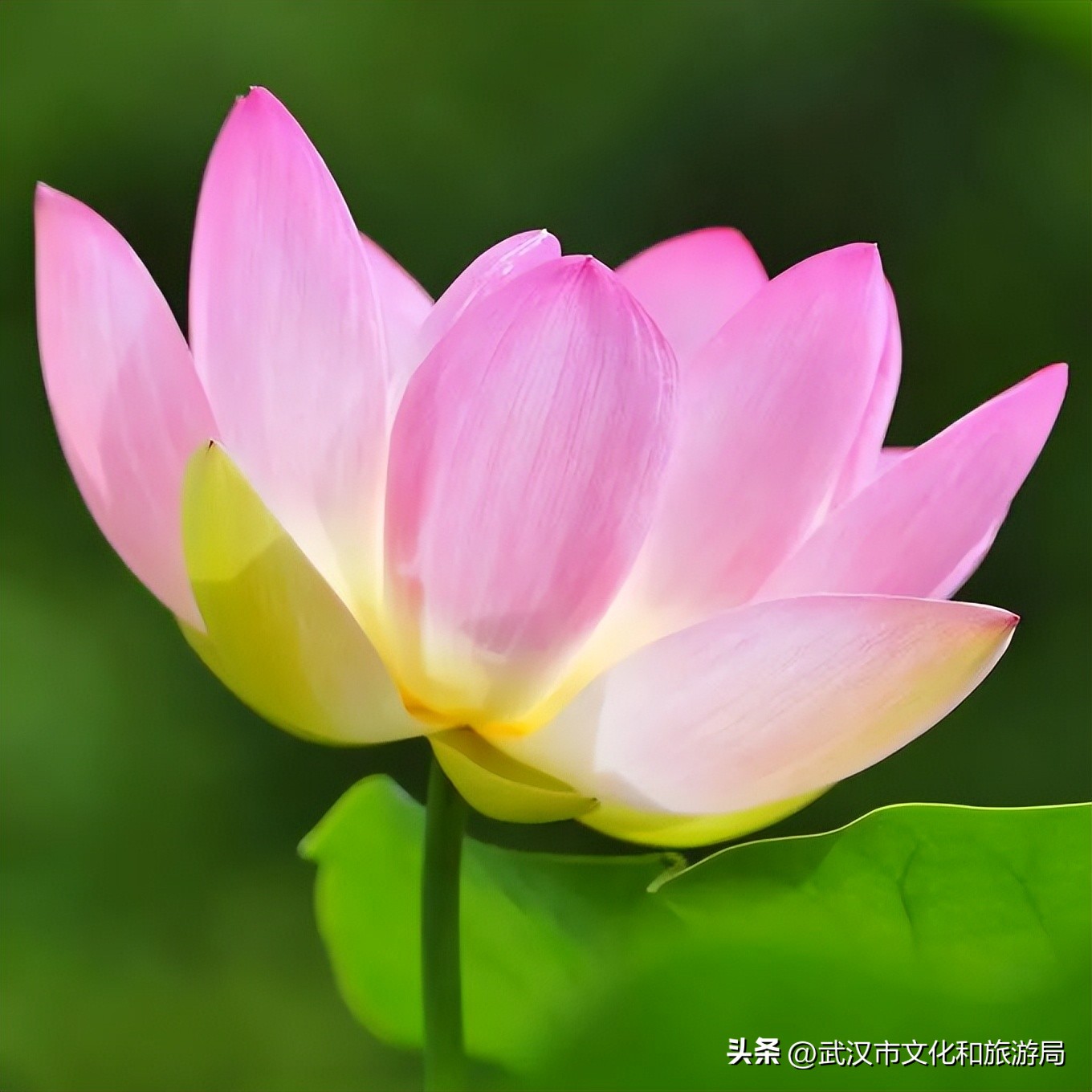 木芙蓉红楼梦植物图鉴,木芙蓉是几年生植物