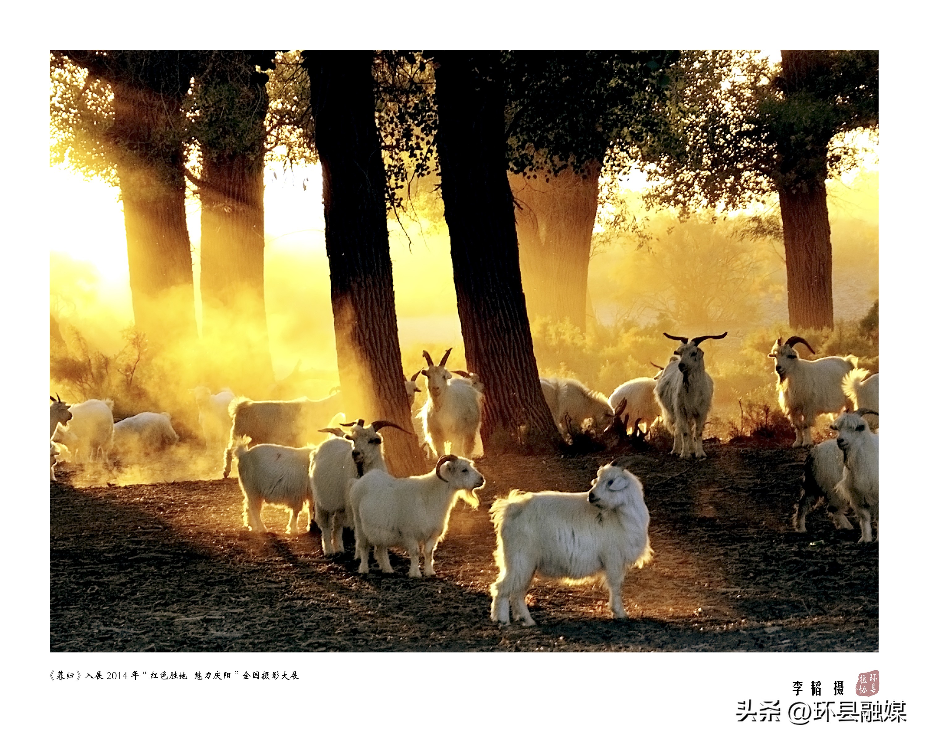 光影映环州新春启征程——环县第二届摄影艺术网络展览之摄影成就类