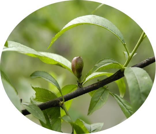 桃子精解说,桃子精万岁