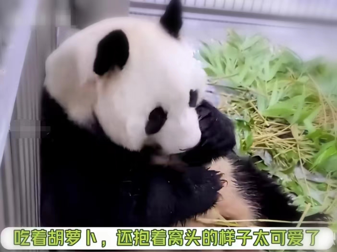 爱宝对姜爷爷有多信任,爱宝对姜爷爷的信任