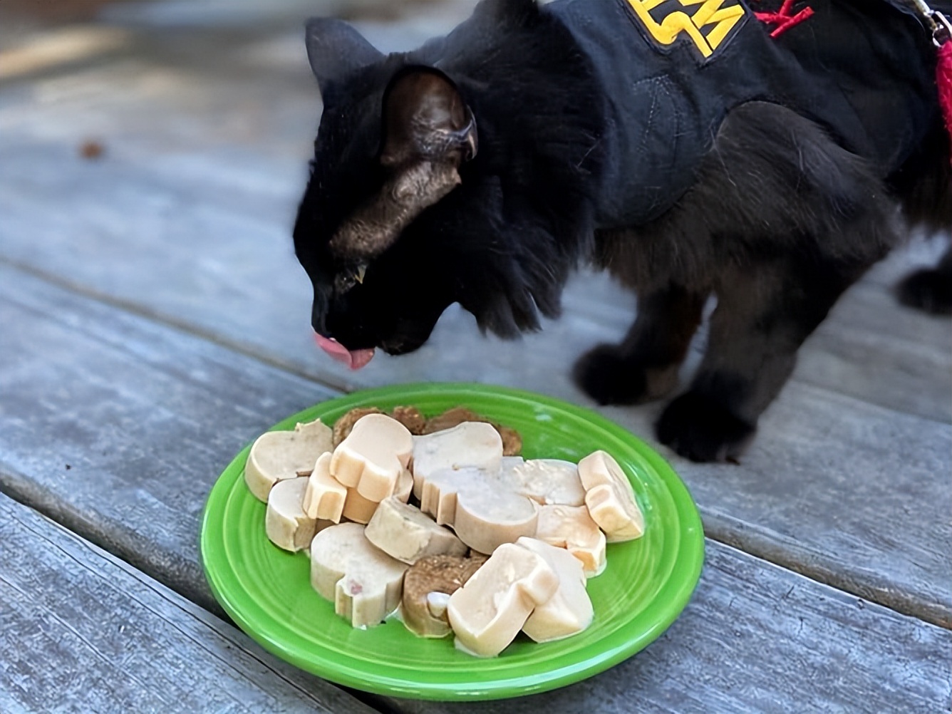 夏天天气很热猫和狗怎么养,为什么猫狗夏天不热