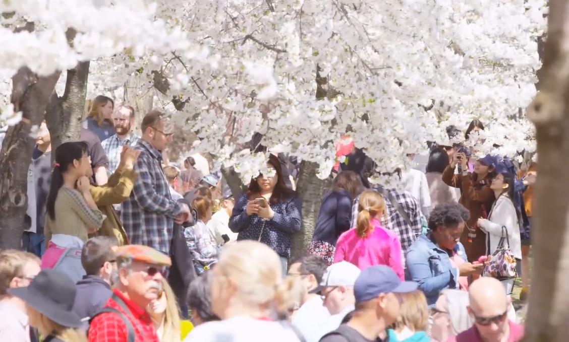 日本樱花季关西赏樱地攻略,关西赏樱旅游攻略