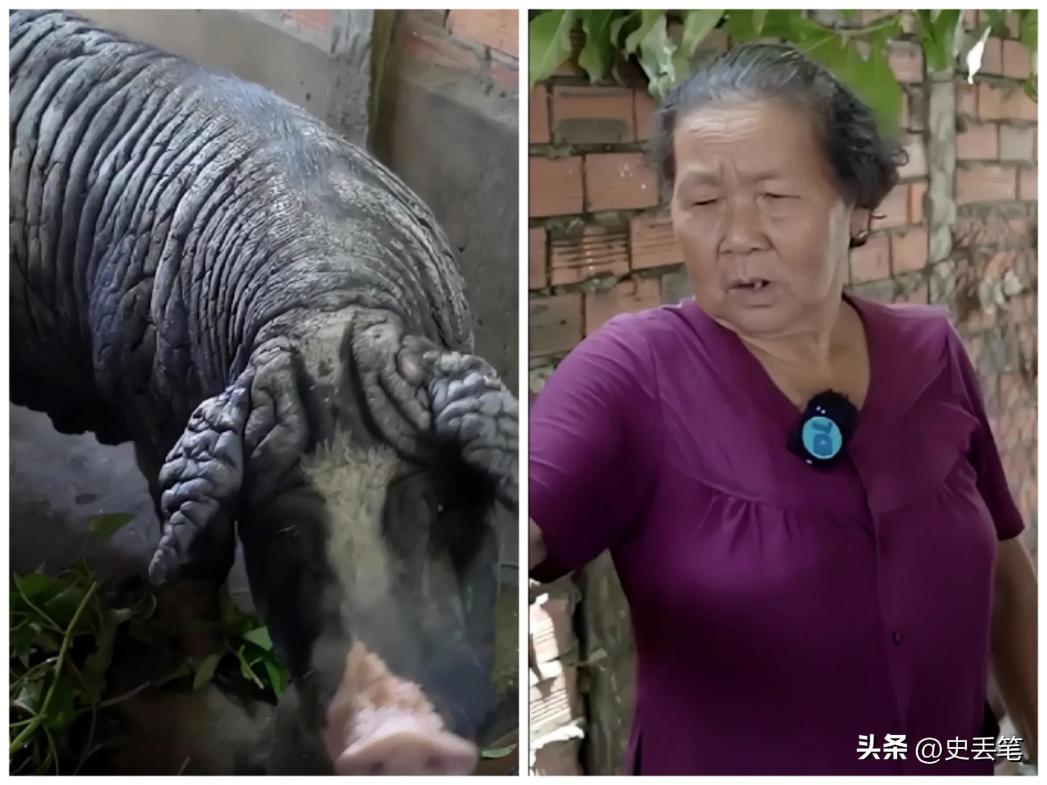 越南大妈家里养了只皱皮老母猪，称低于115万坚决不卖