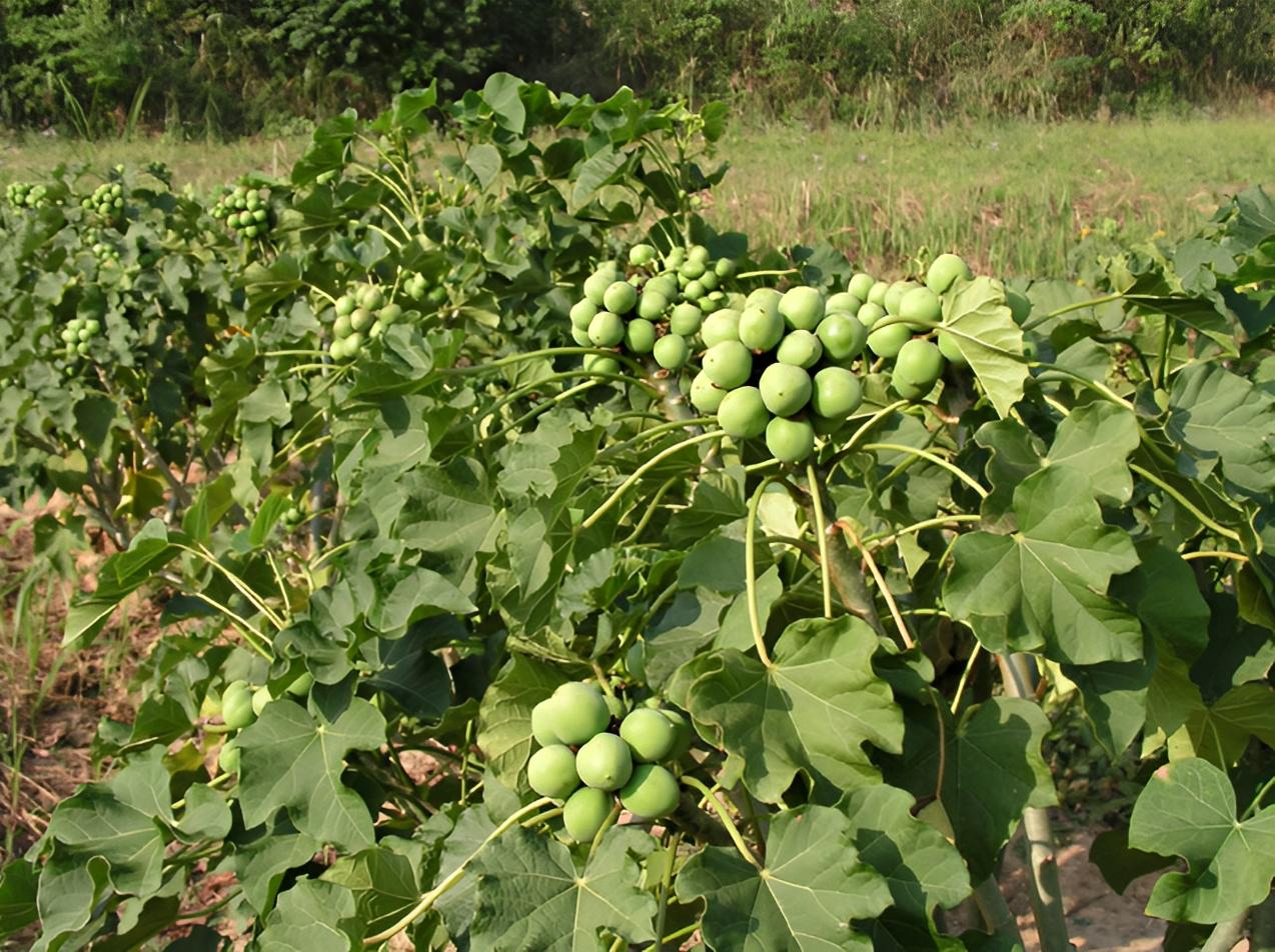 有毒性的野果,看似有毒却可食用的果实