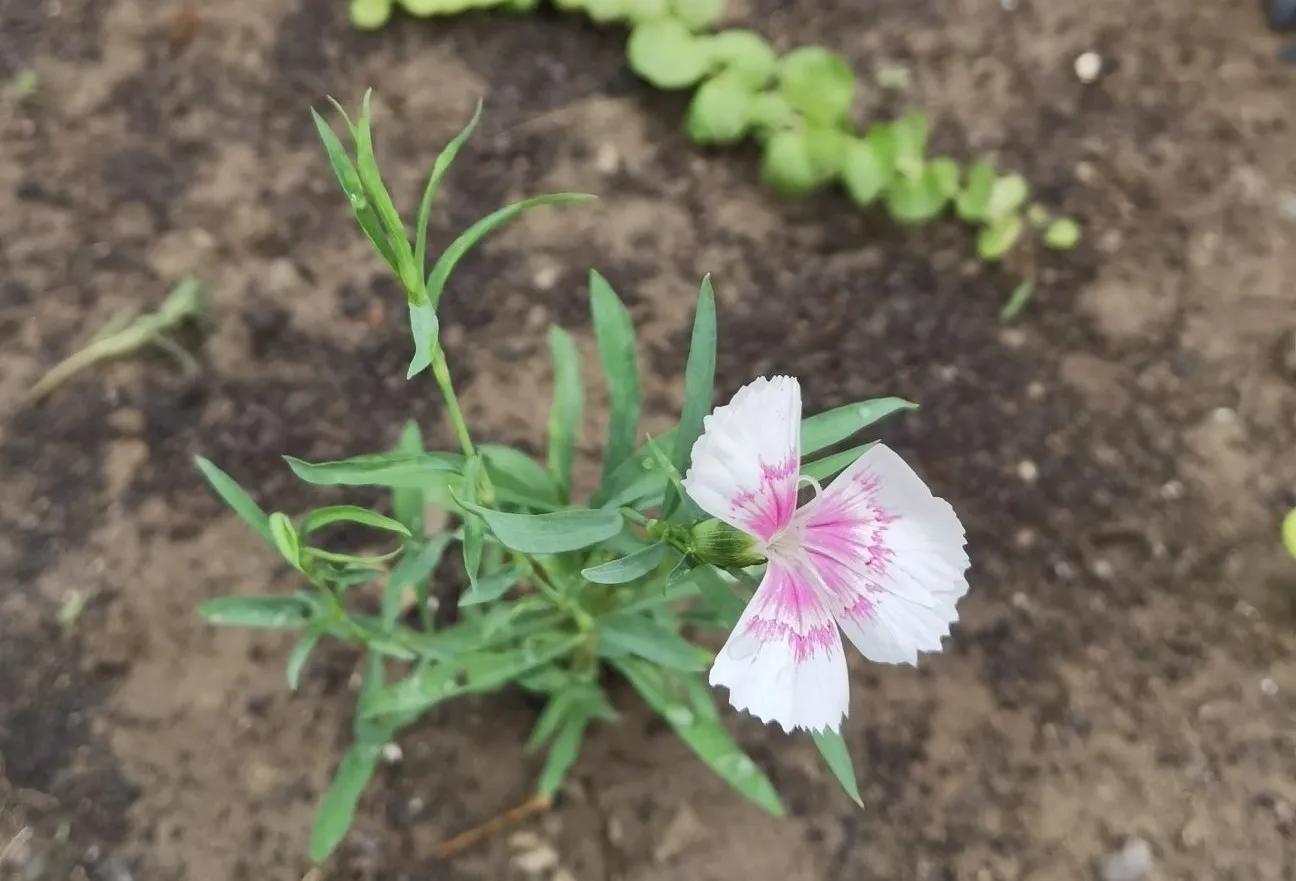高温天气盼雨来,高温的炙烤