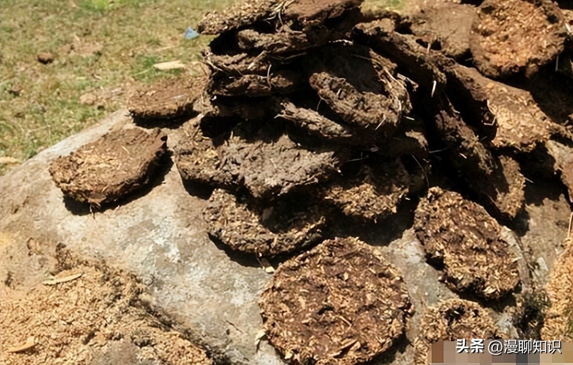 上海女白领被父亲一个电话叫回家养牛，靠没人要的牛1年狂赚1.6亿