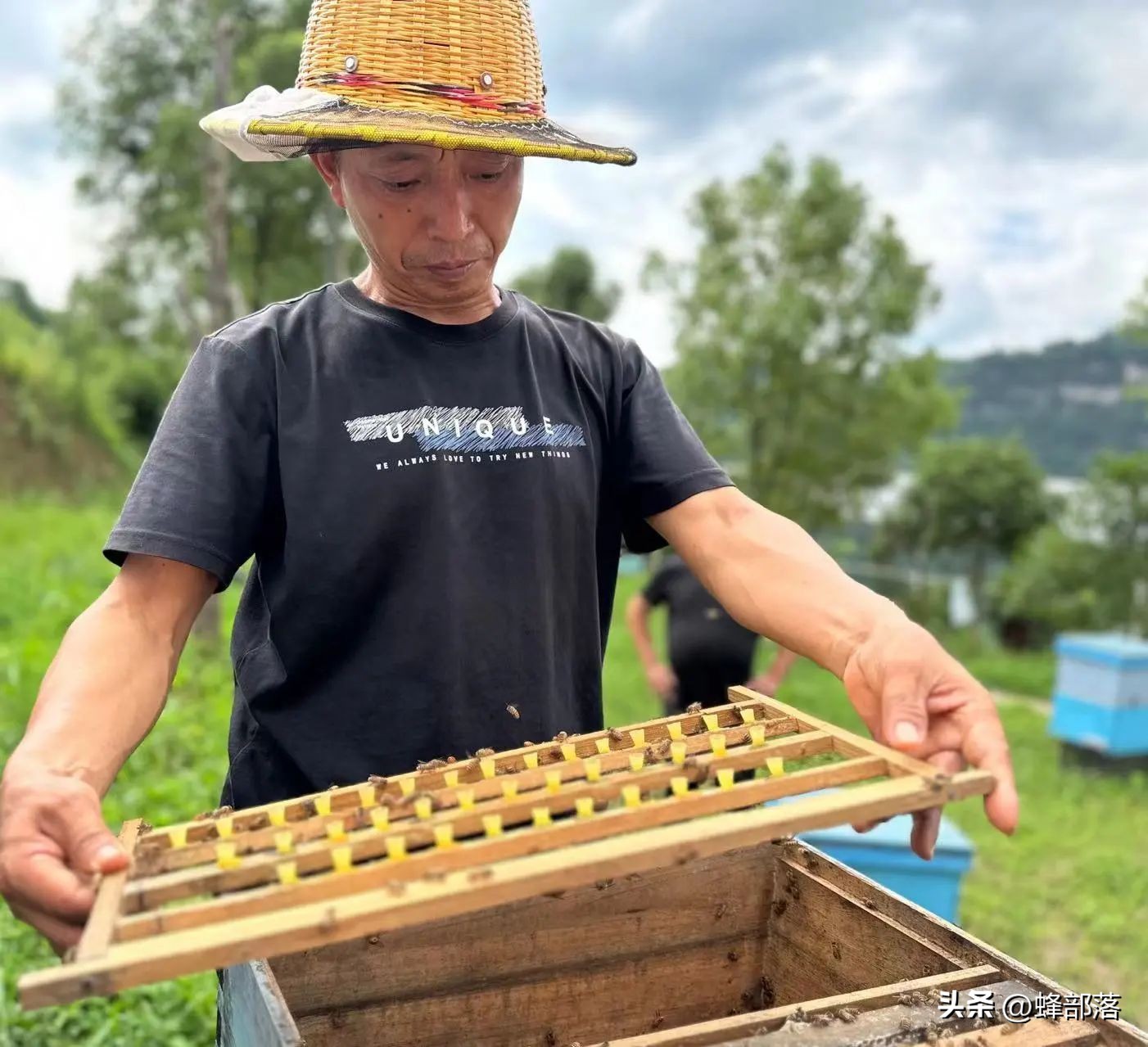 如何提高蜜蜂采蜜积极性,蜜蜂养殖技术全部视频播放