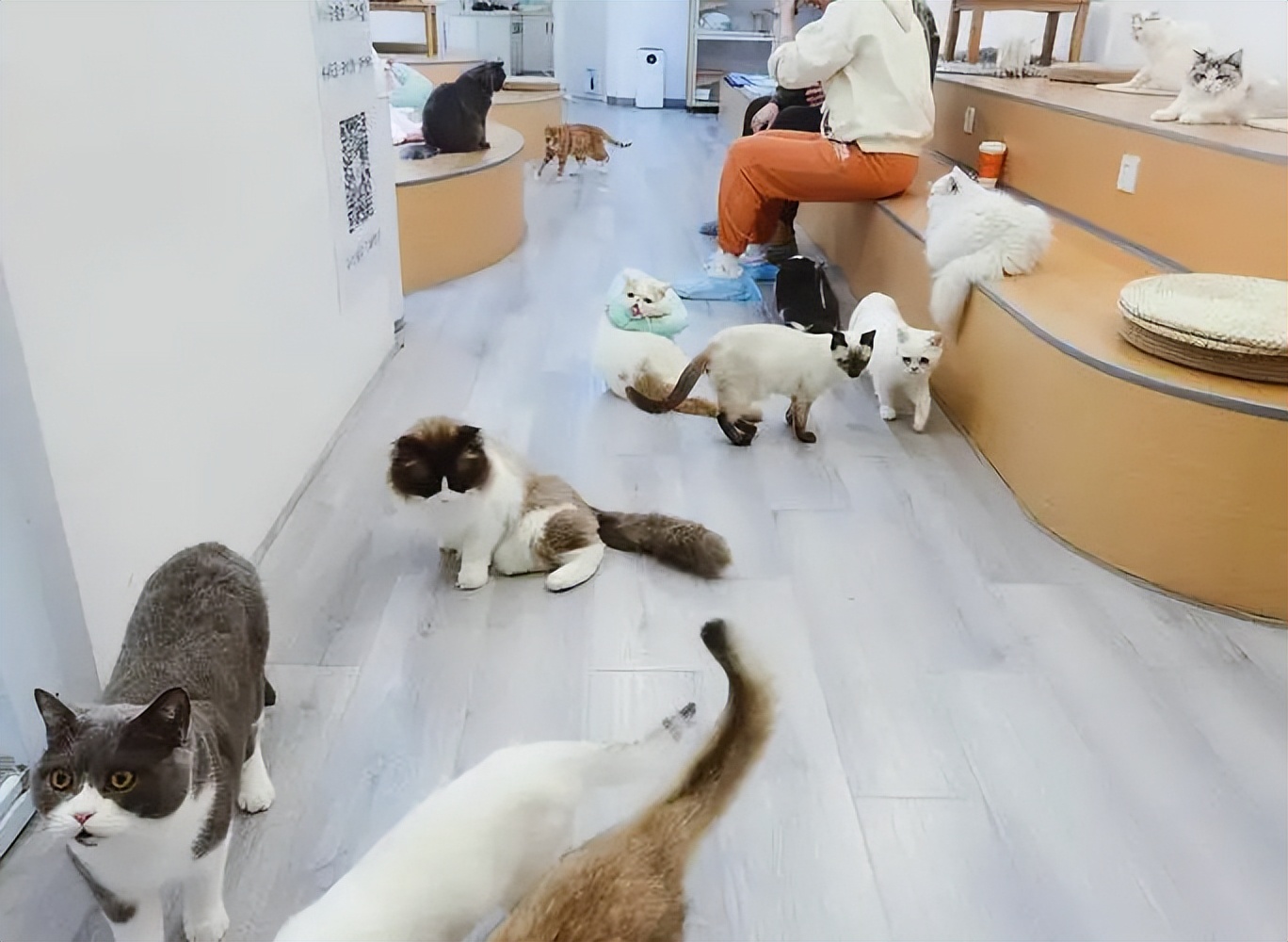 猫咪一手货源批发,广东自家养猫咪出售