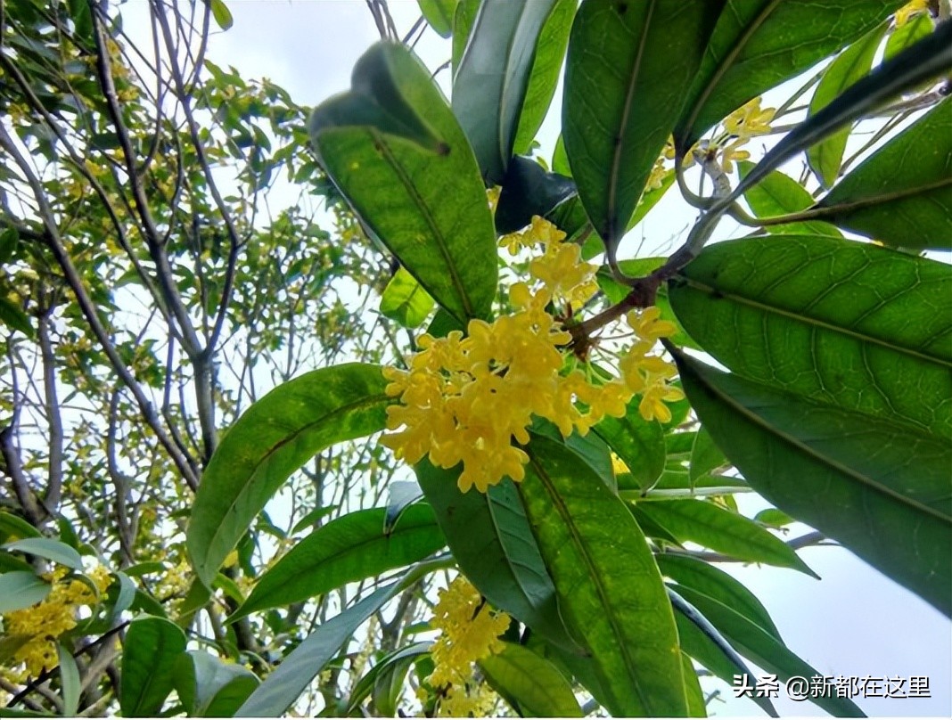 如果城市有颜色重庆,如果城市有颜色作文