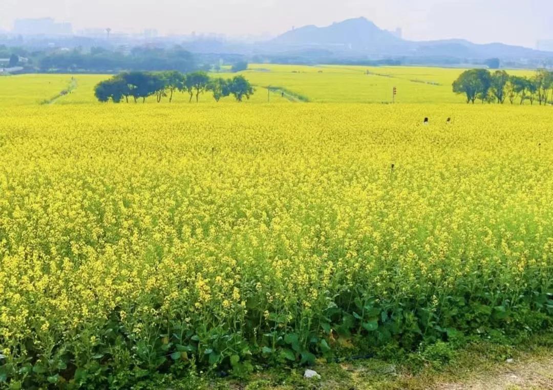 深圳甘坑客家小镇旅行,深圳甘坑古镇附近一日游攻略