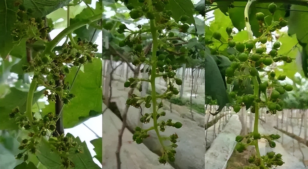 葡萄刚谢花打什么药,葡萄谢花后怎么保果