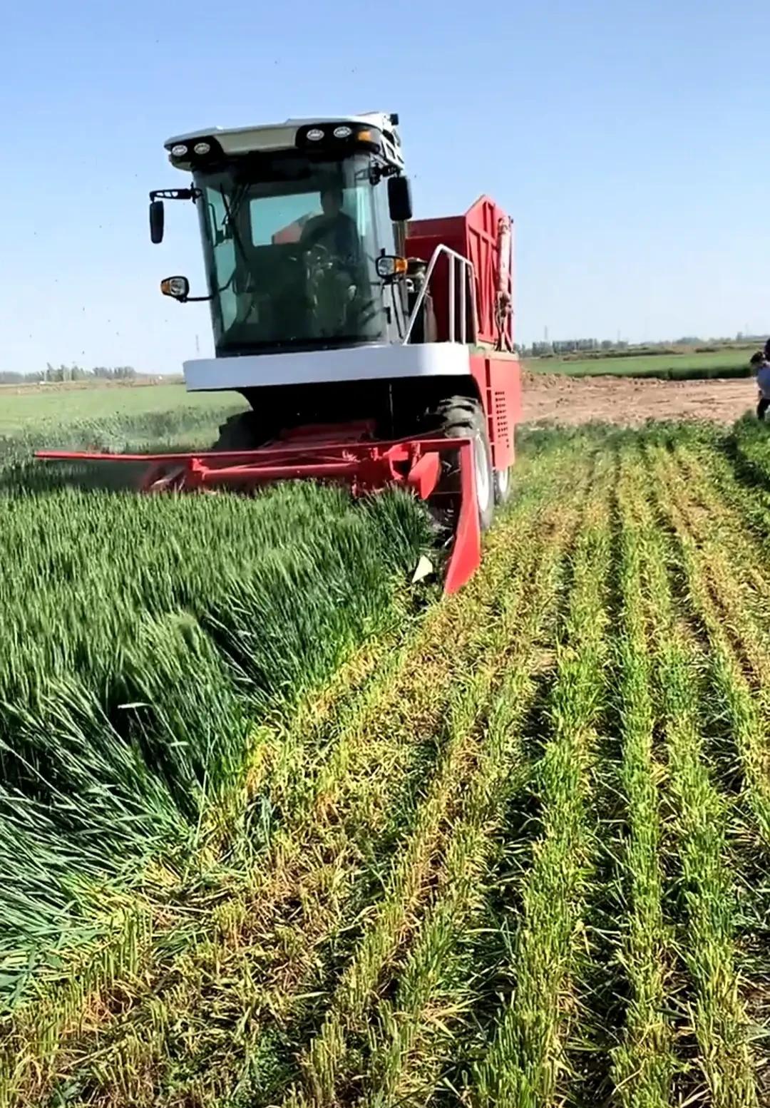 高价诱导小麦青储1亩涨到2000，农民愿意卖吗？多地严禁割青毁粮