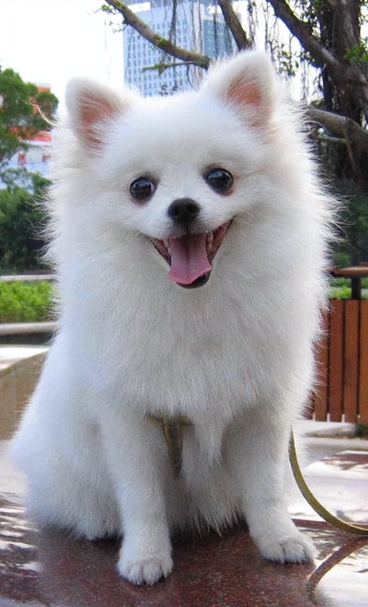 不要对狗狗做的动作,不要对宠物做的事