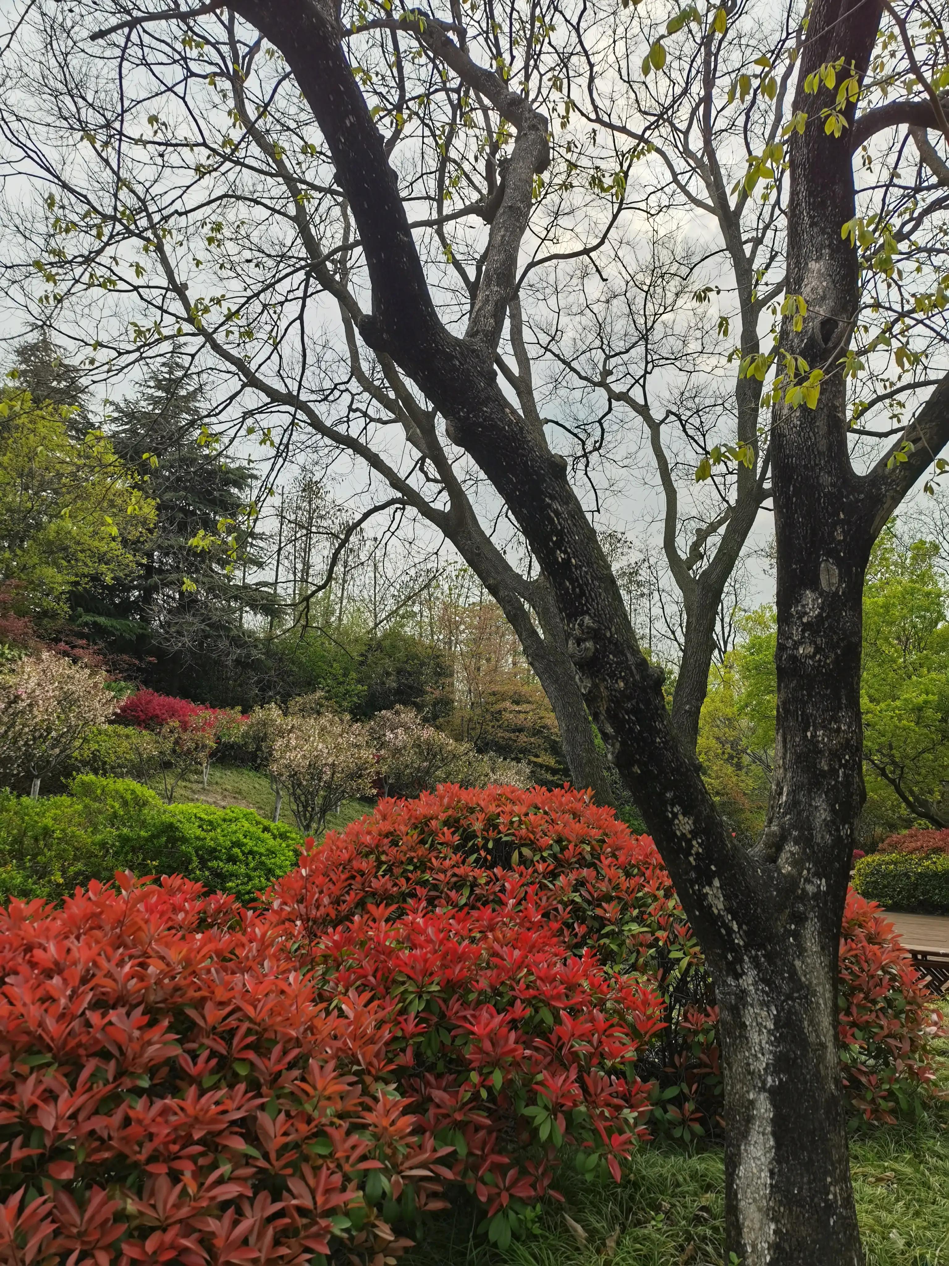 婴语奶声奶气,婴语声音视频