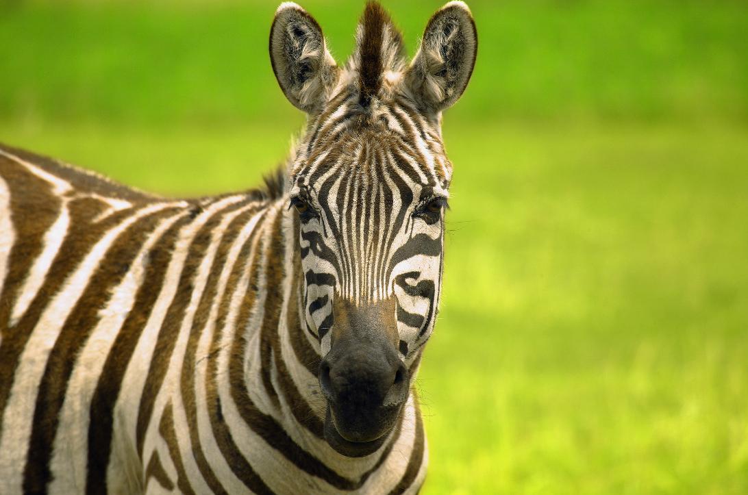 斑马黑白条纹的秘密,斑马是黑色条纹还是白色条纹