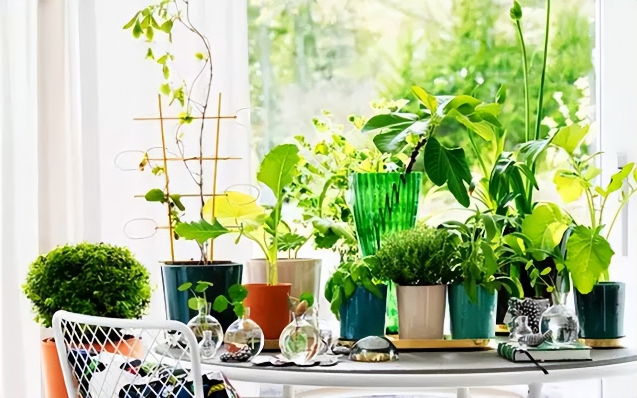 10种最会“吸收毒气”的家居植物,你养了几种?