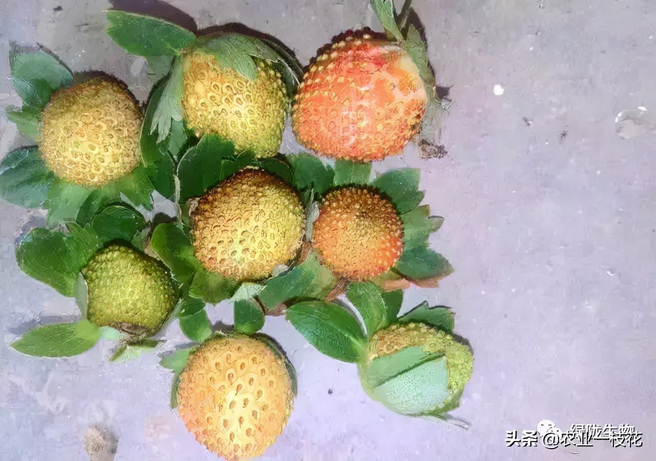关于草莓畸形,有什么好办法?