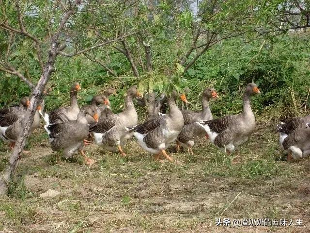 天津宁河七里海现在有什么玩的,宁河七里海五一