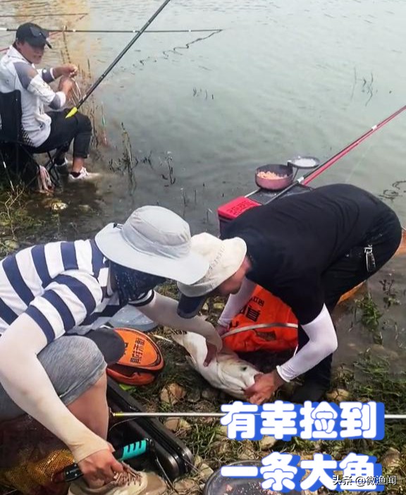 长江武汉段大鱼乱蹦，现场钓鱼人懵了！反常鱼汛释放了什么信号？