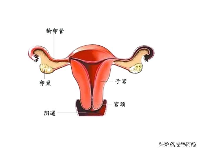 两亿精子和卵细胞,最优秀的精子才会和卵子结合吗