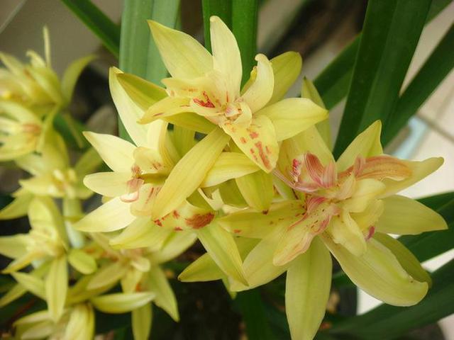 富山奇蝶兰花新老品种,富山奇蝶兰花带红花苞