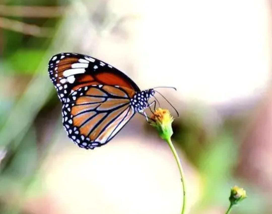 小院安装4个监控摄像头,自己家院子监控摄像头