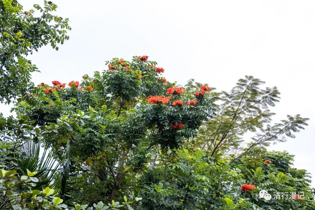 海南南湾猴岛天气预报,海南南湾猴岛