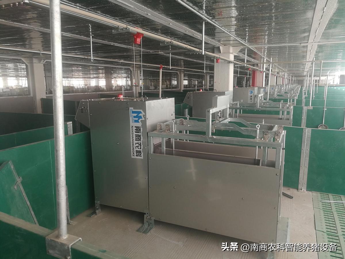 养猪人的真实感悟,养猪人的感悟和图片高清