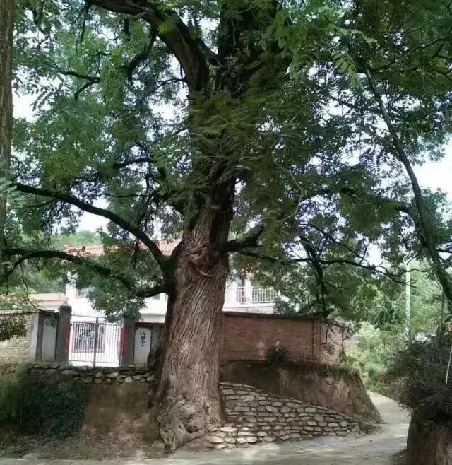 三和三棵树作家陈辉