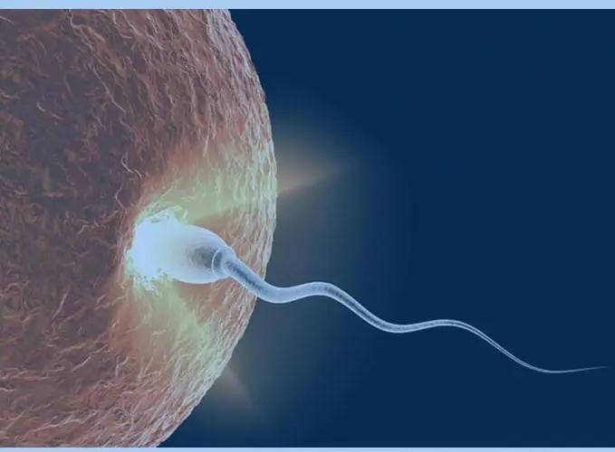 进入女性体内后，没“受精”成功的精子都去哪儿了？既好笑又心疼