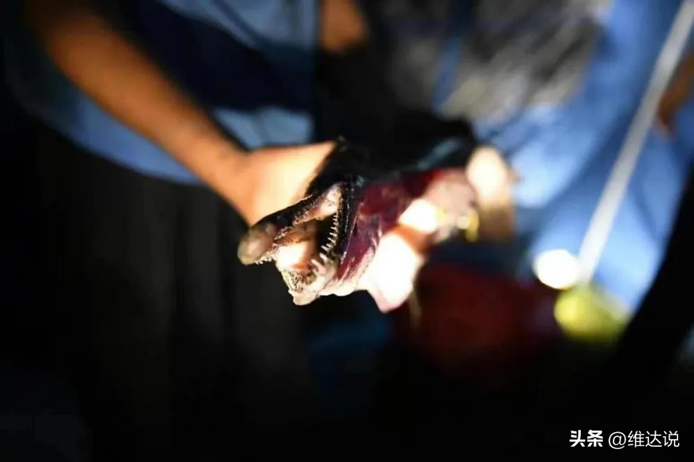 外来生物入侵鳄雀鳝怎么出现的,图说外来入侵物种鳄雀鳝