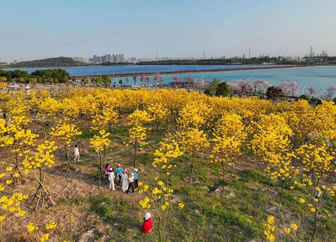 了不起的露天矿——踩着“金库”建公园（美图高能）