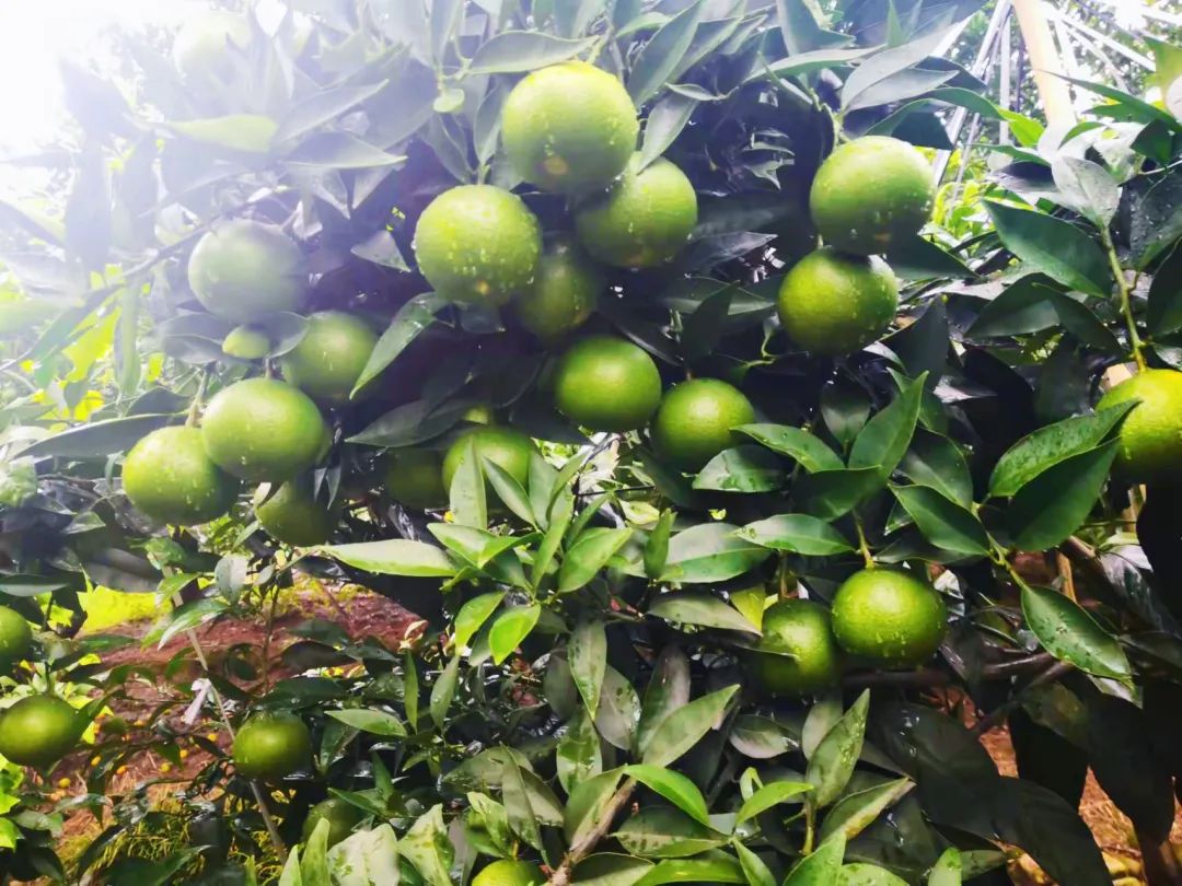 回老家创业种柑橘,大学生创业种柑橘