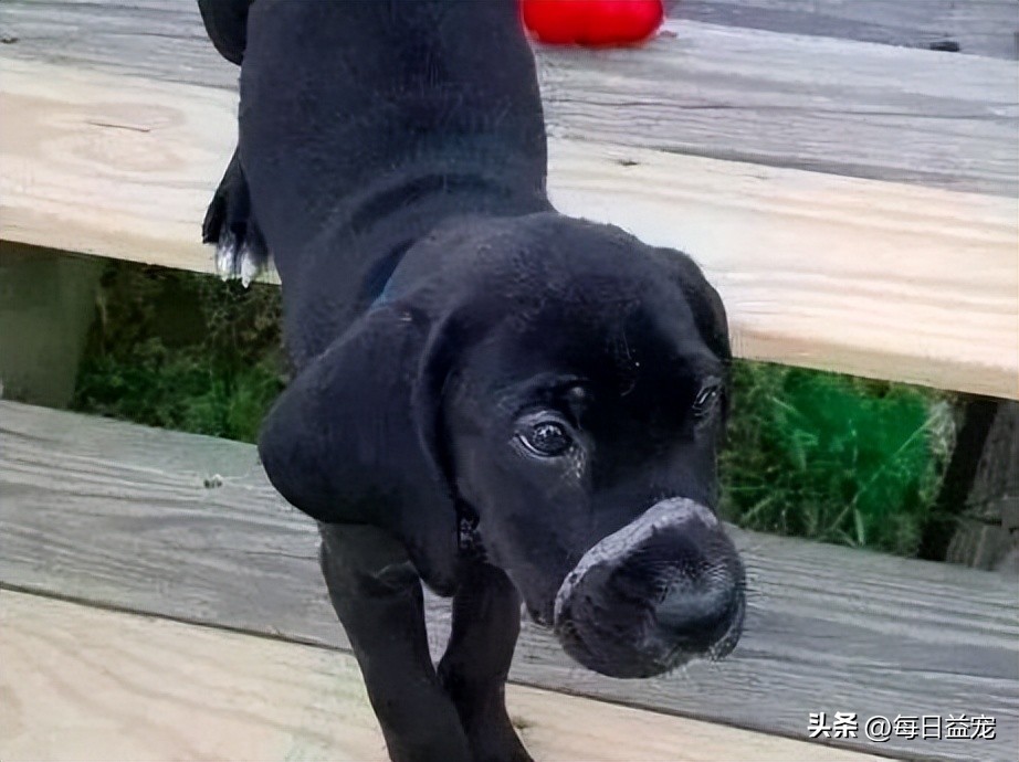 狗狗嘴巴被缠住后续,狗狗嘴巴被皮筋绑住后续