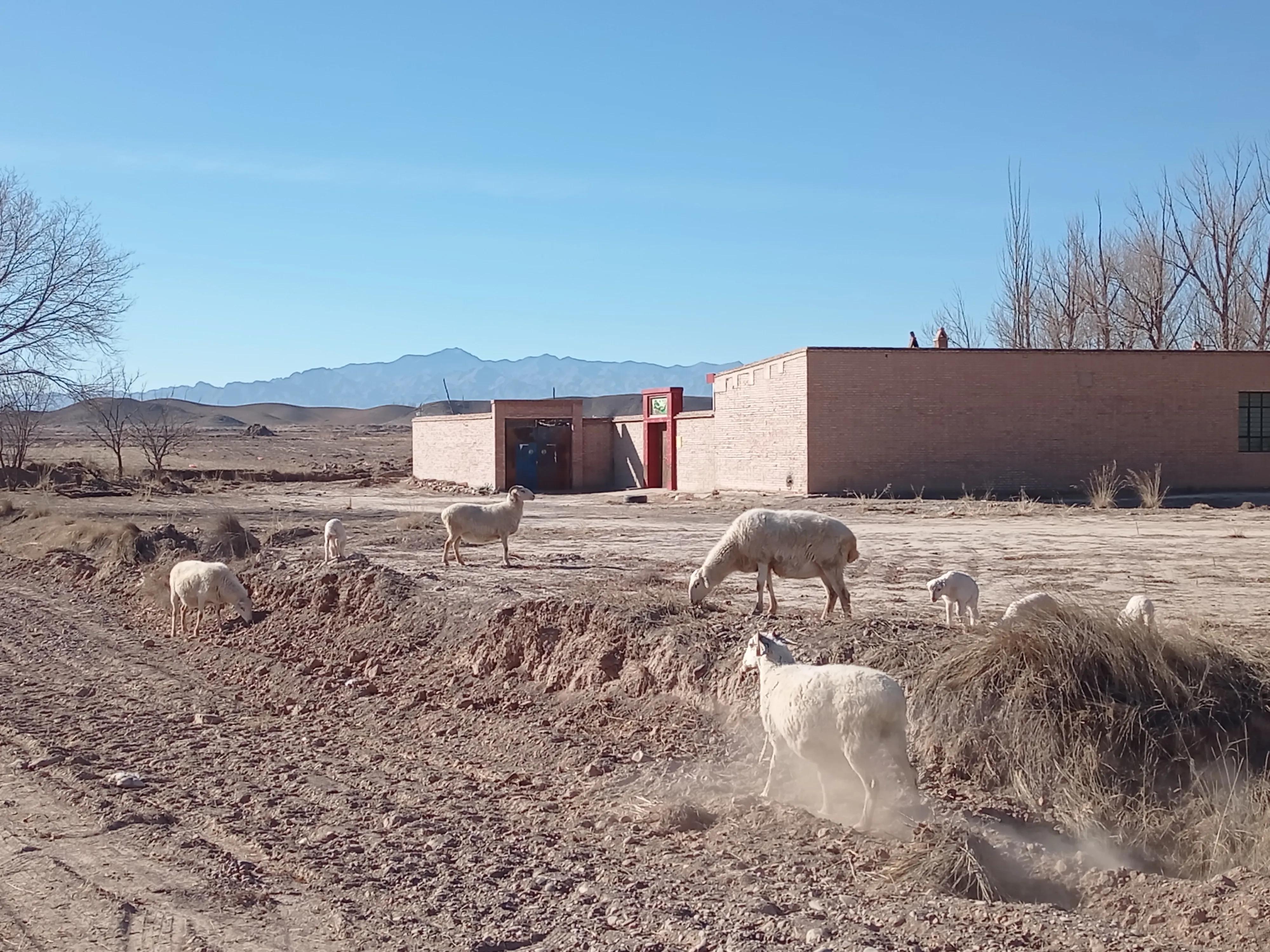 养羊的利润与成本真实,养羊的收入