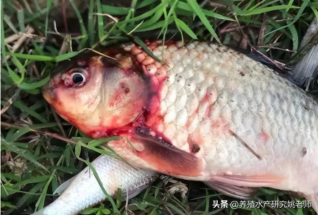 鲫鱼大红鳃病与鳃出血病的区别,鲫鱼鳃出血是什么原因