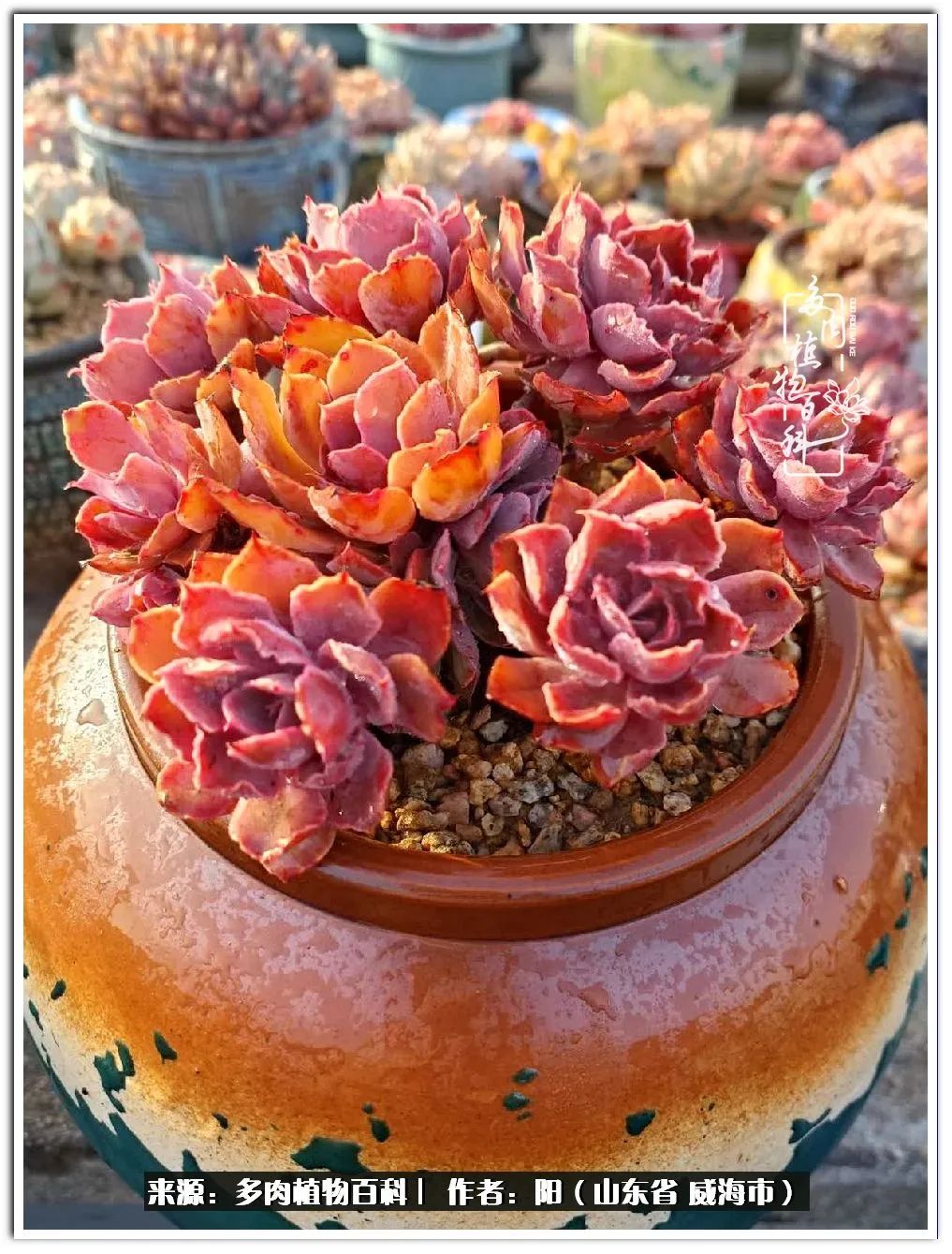 浜洪棿鐑熺伀鑷湁涓囧崈棰滆壊,浜洪棿鐑熺伀鐨嗘槸骞冲嚒棰滆壊