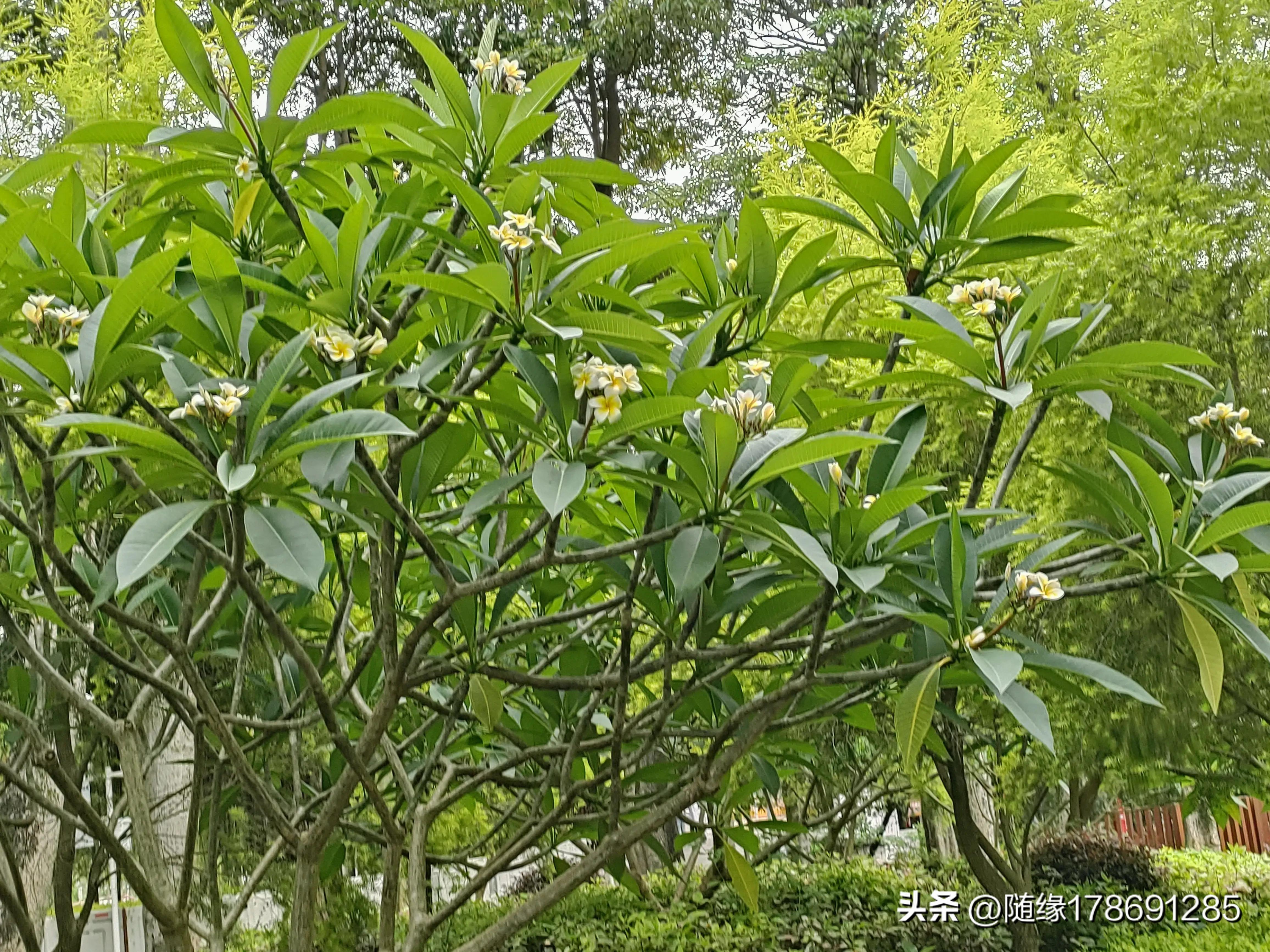 鸡蛋花开,又到了鸡蛋花开的季节