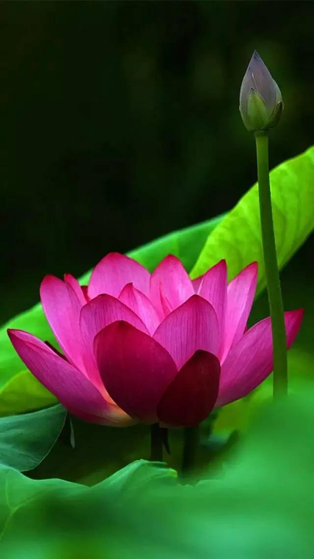 漂亮美丽的荷花壁纸,雨中荷花壁纸荣盛城